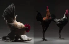 Fotografowie sportretowali... dostojne kurczaki!