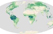 Niezwykła mapa wysokości drzew świata