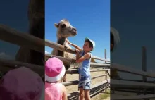 Camel dwugarbny
