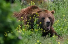 Niedźwiedź grizzly zaatakował matkę i niemowlę. Nie żyją.