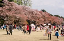 Zakwitły wiśnie, nadeszła wiosna. W Japonii czas na sakura-zensen