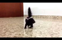 Skunks uczy się chodzić.