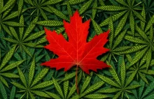 Kanada legalizuje marihuanę do celów rekreacyjnych