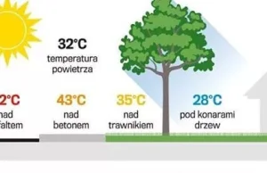 wpływ drzew na środowisko