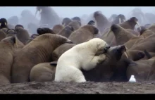 Niedźwiedź polarny kontra mors