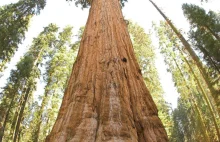 General Sherman - największe drzewo świata