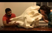 Naukowcy zbudowali model czaszki dinozaura, by sprawdzić jakie dźwięki generował