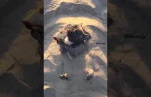 Pies w piasku wcina kawałek pizzy