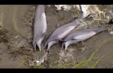 Dolphins Beach Themselves To Feed - The Hunt - BBC Earth