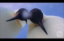 Piękny autoportret dwóch pingwinów cesarskich