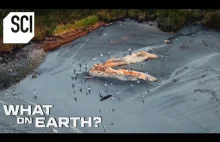 Setki martwuch wielorybów wyrzuconych na brzeg Patagoni.