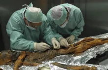 Naukowcy zbadali, co było ostatnim posiłkiem Ötziego. Prawdziwa uczta