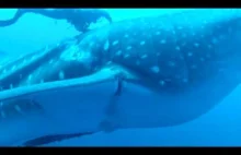 Nurkowie ratują rekina wielorybiego od bolesnej śmierci.