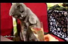 Cat Loves Champagne YUM YUM