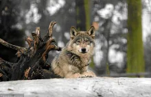 Myśliwi chcą zniesienia zakazu polowań na wilki