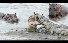 hipcie ratują gnu przed krokodylem
