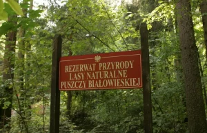 Jest wyrok Trybunału Sprawiedliwości ws. wycinki w Puszczy Białowieskiej