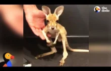 Pierwszy skok w życiu młodego kangurka.
