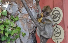 Gibraltar, czyli cząstka Wielkiej Brytanii w egzotycznej odsłonie.