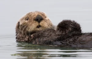 Polska przeglądarka Otter Browser dostępna w wersji beta.