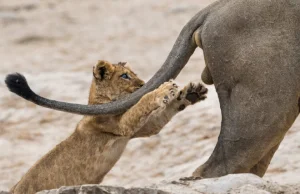 Zwycięzcy konkursu 2019 Comedy Wildlife Photography Awards