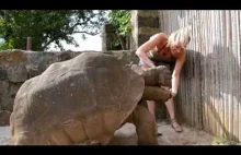 Pani karmi i całuje ogromnego żółwia :)