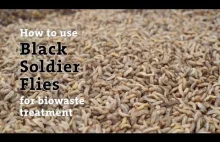 Jak hoduje się ma masową skalę czarną muchę-żołnierza na potrzeby pokarmowe
