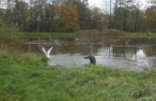 Ratują łabędzia. Ma koszmarną ranę