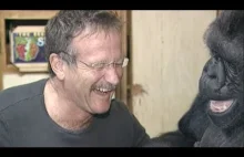 Robin Williams z gorylicą która używa języka migowego