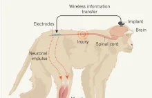Implanty wszczepione do mózgu pozwoliły chodzić sparaliżowanej małpie