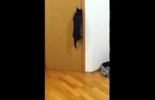 Smart kitty opens door