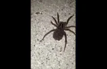 Naprawdę przerażające pająk przebranie!! ✔