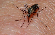 Zarodziec malarii wyczuwa i reaguje na obecność komara