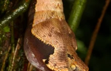 This is Not a Snake, It’s Some of the Best Mimicry We’ve Ever Seen