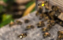 Powstanie Bank Pszczół