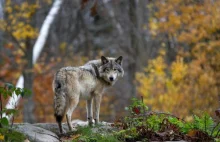 dr Robert Mysłajek: wilki to nie pupile, dokarmiane zachowują się nietypowo