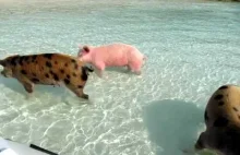 Co robią świnie na Bahama?
