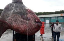 Na dalekim wschodzie Rosji złowiono rybę jak z horrorów. Ważyła ponad tonę