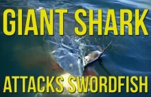 Gigantyczny rekin atakuje włócznika podczas połowu