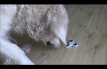 Golden Retriver nie lubi fidget spinner