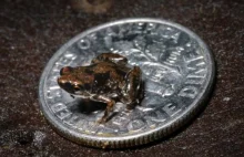 Odkryto najmniejszego kręgowca świata - małą żabkę
