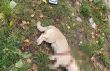 Radiowóz potrącił psa i uciekł. Policjanci zgubili rejestrację