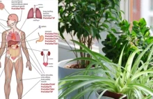 Zobacz jakie rośliny usuwają toksyny z powietrza i pomagają je oczyścić...