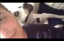 Pies wie jak pozować do selfie.