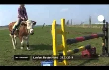 Dziewczyna o imieniu Luna jeździ i skacze na swojej krowie.