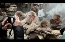 Śnieżne małpy moczą się w gorących źródłach Japonii