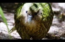 Kakapo - jedyna nielotna, a zarazem najcięższa papuga na świecie.