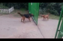 Groźne psy- nie podchodź do bramy
