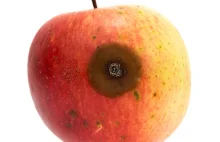 Wykrawasz zepsuty kawałek jabłka, a resztę zjadasz? Szkodzisz zdrowiu