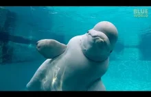 Białucha z Mystic Aquarium | BŁĘKITNY ŚWIAT